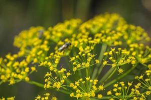 Flower of green dill Anethum graveolens grow in agricultural field. photo