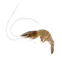 Fresh Prawn or Shrimp Isolated on white background photo