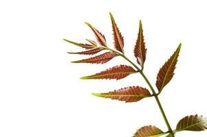 Medicinal neem leaf on white background. Azadirachta indica. photo