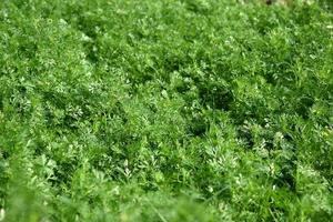 Fresh green coriander in garden or farm field photo