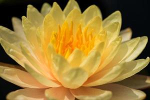 Beautiful waterlily or lotus flower in pond. photo