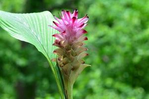 Close-up of Turmeric Flower in farm field photo