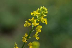 Mustard flowers blooming on plant at farm field with pods. close up. photo