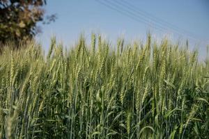 trigo verde en el campo de la granja orgánica