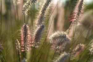 Fountain Grass Ornamental Plant in Garden with soft focus background photo