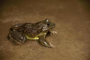 Frog in water or pond, close up photo