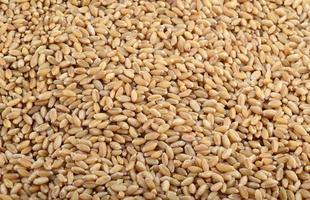 granos de trigo como fondo agrícola. de cerca. foto