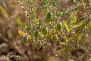 Chickpeas pod with green young plants in the farm field, Closeup. photo