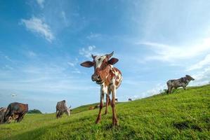 vacas pastando en un exuberante campo de hierba foto