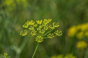 Flower of green dill Anethum graveolens grow in agricultural field.