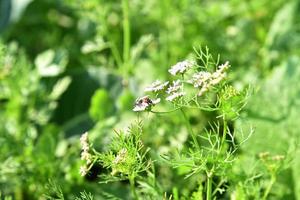 Closeup of Coriander flowers on the plant in a farm field photo