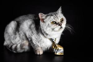 one gray cat in a tie on a black background photo