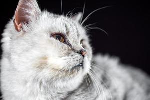 portrait of a gray cat photo