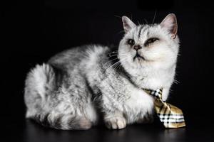 one gray cat in a tie on a black background photo