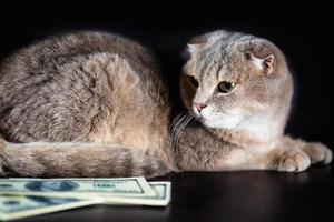 british fold cat and dollar bills on black background photo