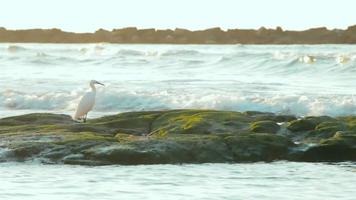 Cinemagraph of white Western Reef Heron standing on coastal rocks with algae at an exotic sunset video
