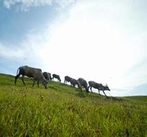 vacas pastando en un exuberante campo de hierba foto