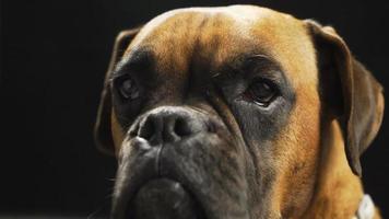 Una cara de perro boxer en estudio con fondo negro video