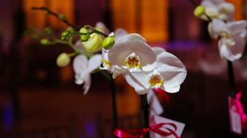 Table decorated with white orchid flower