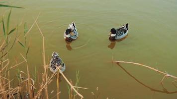 Three ducks swimming in a pond video