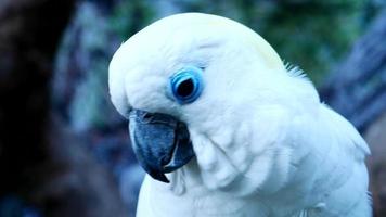 close-up, het kleurrijke patroon van papegaaien is een hoogtepunt. het is een prachtige natuurlijke vogel. video