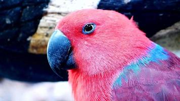 de près, le motif coloré des perroquets est un point culminant. c'est un bel oiseau naturel. video