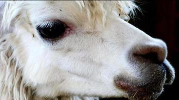 Close up, Big black goat eyes and thick white fur. face and head when meeting strangers. video