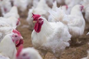 Negocio de granjas de pollos de engorde de aves de corral con un grupo de pollos blancos en una granja de viviendas modernas. foto