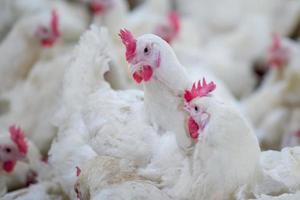 Poultry broiler farm business with group of white chickens in parent stock modern housing farm. photo