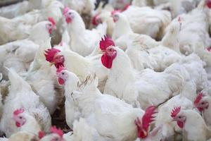 Negocio de granjas de pollos de engorde de aves de corral con un grupo de pollos blancos en una granja de viviendas modernas.
