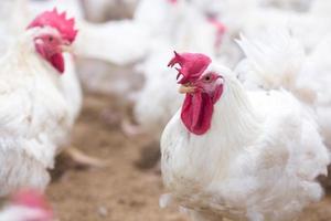 Negocio de granjas de pollos de engorde de aves de corral con un grupo de pollos blancos en una granja de viviendas modernas. foto