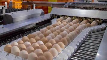 lot of eggs on tray, Egg business and Layer process. Egg Factory Industry with high technology by unless worker with good quality on sorting, grading selection process machine photo