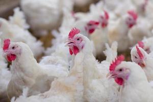 Negocio de granjas de pollos de engorde de aves de corral con un grupo de pollos blancos en una granja de viviendas modernas.