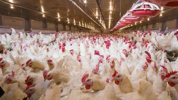 Poultry broiler farm business with group of white chickens in parent stock modern housing farm. photo