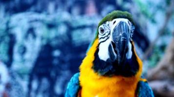 il motivo colorato dei pappagalli è un punto culminante. è un bellissimo uccello naturale. video