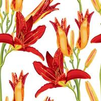 Seamless pattern with bright red and yellow daylily flowers. Botanical illustration with hemerocallis flowers on a white background. Stock Vector Illustration.