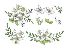 set of jasmine flower border arrangement vector