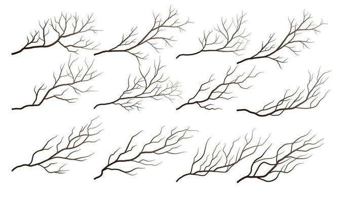 dry tree branches