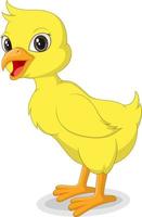 Cute baby duckling isolated on white background vector