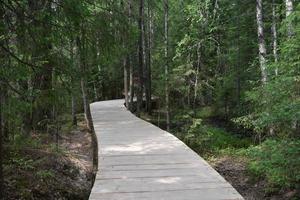 a wooden road in a coniferous forest between pines and firs photo