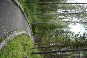 a stone road in a coniferous forest between pines and firs photo