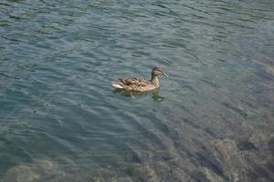 a grey wild duck swims in the river photo