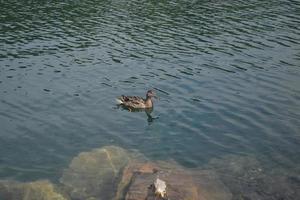 a grey wild duck swims in the river photo