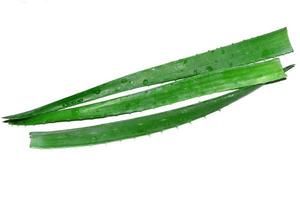 three aloe leaves with water drops photo