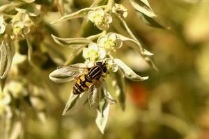 a wasp is sitting on a branch photo