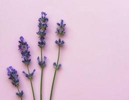 Fresh flowers of lavender, top view on pink background photo