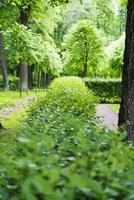 Trimmed bushes in the city Park. photo