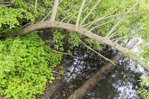 un árbol caído en el río. foto