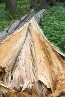 A fallen tree in the forest after the hurricane. photo