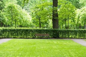 wooden bench in park near bushes and trees photo